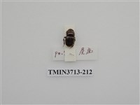 藏品(金龜子科)的圖片